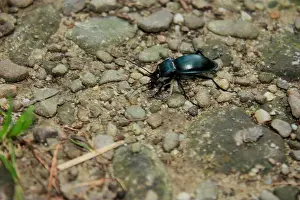 Insecta Prints: Spondylis buprestoides, shiny black beetle with large mandibles