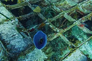 Sponges Prints: Sponges and coral attached to the metal grating of the formerly Russian Destroyer M/V Captain Keith Tibbets