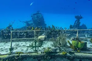 Sponges Prints: Sponges and coral attached to the railing of the formerly Russian Destroyer M/V Captain Keith Tibbets in the waters off