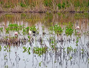 Gulf Coast Prints: Spoonbills Feeding in a Wildlife Refuge in the Anahuac National Wildlife Refuge in Texas