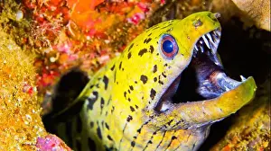 Diving Into Water Prints: Spot-face Moray, Gymnothorax fimbriatus, Lembeh, North Sulawesi, Indonesia, Asia