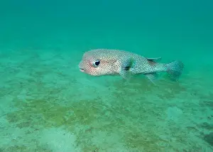 Porcupinefish Prints: The spot-fin porcupinefish (Diodon hystrix) fish on a coral reef at the bottom of the Gulf of Oman in Fujairah