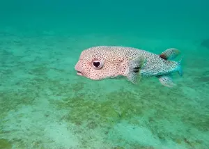 Porcupinefish Prints: The spot-fin porcupinefish (Diodon hystrix) fish on a coral reef at the bottom of the Gulf of Oman in Fujairah