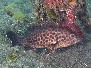 Sand Bottom Prints: A spotted areolate grouper (Epinephelus areolatus) resting on a sandy seabed next to corals