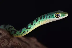 Tree Snake Prints: Spotted bush snakes (Philothamnus semivariegatus) are excellent climbers and swimmers
