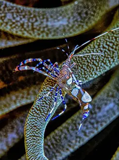 Sponges Prints: spotted cleaner shrimp, Periclimenes yucatanicus