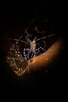St Martin Prints: Spotted cleaner shrimp (Periclimenes yucatanicus) on the reef off the Dutch Caribbean island of Sint Maarten