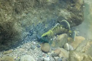 Darter Prints: Spotted darter displaying on a rocky riverbed