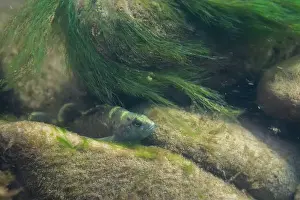 Darter Prints: Spotted darter in mossy river