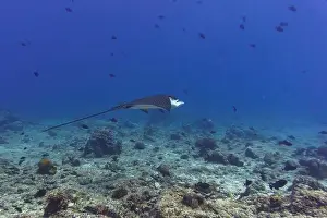 Sandy Bottom Prints: Spotted eagle ray in the coral reef of Maldives island