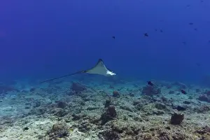 Sandy Bottom Prints: Spotted eagle ray in the coral reef of Maldives island