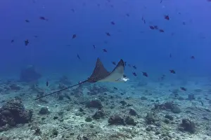 Sandy Bottom Prints: Spotted eagle ray in the coral reef of Maldives island