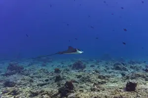 Sandy Bottom Prints: Spotted eagle ray in the coral reef of Maldives island