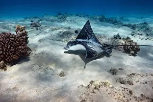 Real Photo Prints: A Spotted Eagle Ray hunts for food along the sandy floor of the ocean in Hawaii