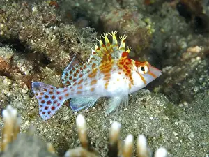 Ray Finned Fishes Prints: Spotted fish with colourful fins