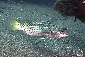 Sea Bottom Prints: Spotted fish, pointed grouper (Anyperodon leucogrammicus)