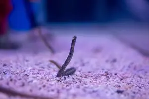 Slender Prints: Spotted garden eel fish in a marine aquarium