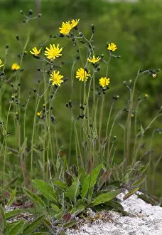 Distinctive Prints: Spotted Hawkweed, Hieracium maculatum