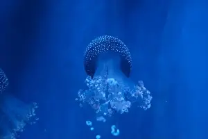 Observatory Prints: Spotted Jellyfish (phyllorhiza punctata) in an aquarium