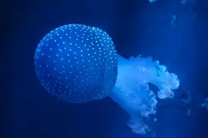 Observatory Prints: Spotted Jellyfish (phyllorhiza punctata) in an aquarium