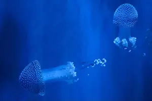 Observatory Prints: Spotted Jellyfish (phyllorhiza punctata) in an aquarium