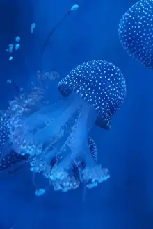 Observatory Prints: Spotted Jellyfish (phyllorhiza punctata) in an aquarium