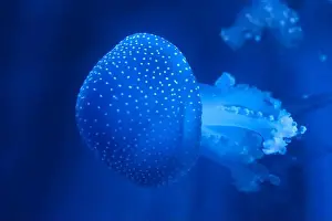 Observatory Prints: Spotted Jellyfish (phyllorhiza punctata) in an aquarium