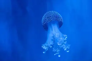 Observatory Prints: Spotted Jellyfish (phyllorhiza punctata) in an aquarium