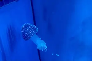 Observatory Prints: Spotted Jellyfish (phyllorhiza punctata) in an aquarium