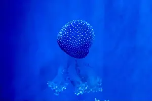 Observatory Prints: Spotted Jellyfish (phyllorhiza punctata) in an aquarium