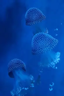 Observatory Prints: Spotted Jellyfish (phyllorhiza punctata) in an aquarium