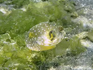 Yuveniles Prints: A spotted juvenile, white spotted pufferfish (Arothron hispidus)