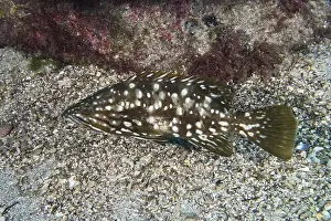 The Canaries Prints: Spotted macaroni grouper (Mycteroperca fusca) on the seabed