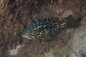 Groupers Prints: Spotted macaroni grouper (Mycteroperca fusca) swimming between algae and rocks
