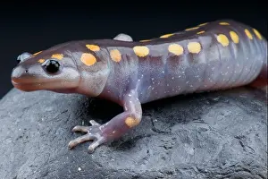 Salamander Prints: Spotted Mole Salamander / Ambystoma maculatum