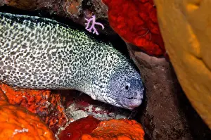 Moray Eel Prints: Spotted moray, Gymnothorax moringa, Cozumel, Mexico, Caribbean
