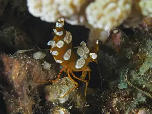 Underwater Scene Prints: Spotted, orange-white shrimp, hollow-backed shrimp (Thor amboinensis)