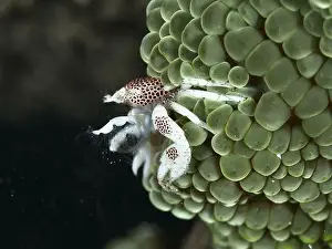 Crustacea Prints: Spotted porcelain crab (Neopetrolisthes maculatus) clinging to a green sea anemone