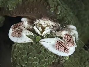 Crustacea Prints: Spotted porcelain crab (Neopetrolisthes maculatus) resting on a soft sea anemone in the depths of the underwater world