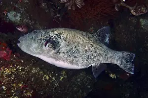 Tetraodontidae Prints: A spotted pufferfish, blue spotted pufferfish (Arothron caeruleopunctatus) can be seen in the shadow of a reef