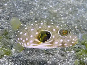 Percomorphaceae Prints: A spotted pufferfish, white spotted pufferfish (Arothron hispidus) juvenile