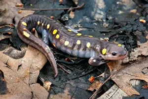 Salamander Prints: Spotted salamander on forest floor during spring migration