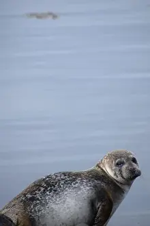 Harbor Seal Prints: Spotted seal in Iceland