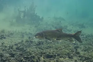 Sucker Prints: Spotted sucker in Florida Spring