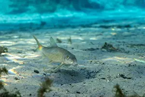 River Ecosystem Prints: Spotted sucker in Florida Spring