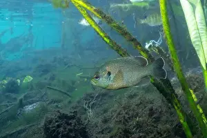 Sunfish Prints: Spotted sunfish in crystal clear water
