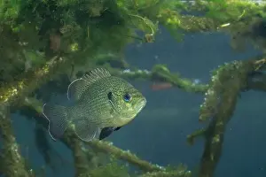 Sunfish Prints: Spotted sunfish surrounded by woody debris