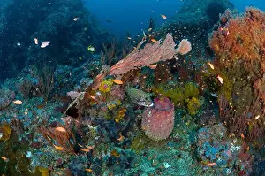 Sea Whips Prints: A spotted sweetlip fish and school of anthias swimming amidst a reef with sea fans