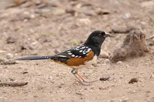 Leaf Litter Prints: A Spotted Towhee in Arizona