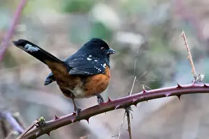 Feathered Prints: A spotted towhee perched on a branch. Cowichan Bay, Canada